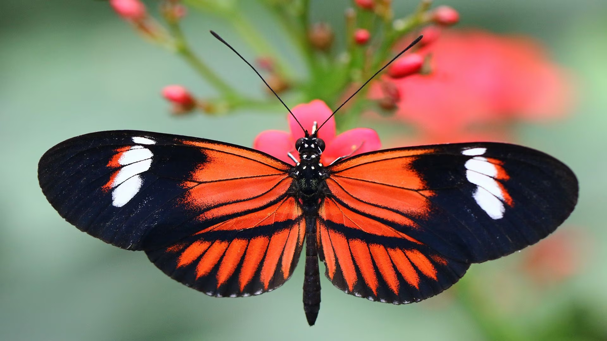 Qué significa que las mariposas visiten tu casa