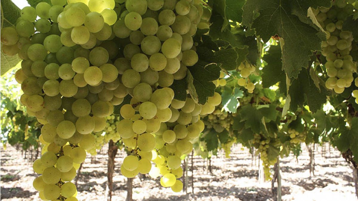 El Torrontés representa alrededor de 4% del total de la superficie vitivinícola argentina, con unas 7.700 hectáreas registradas en 2019, según datos del Instituto Nacional de Vitivinicultura (INV).