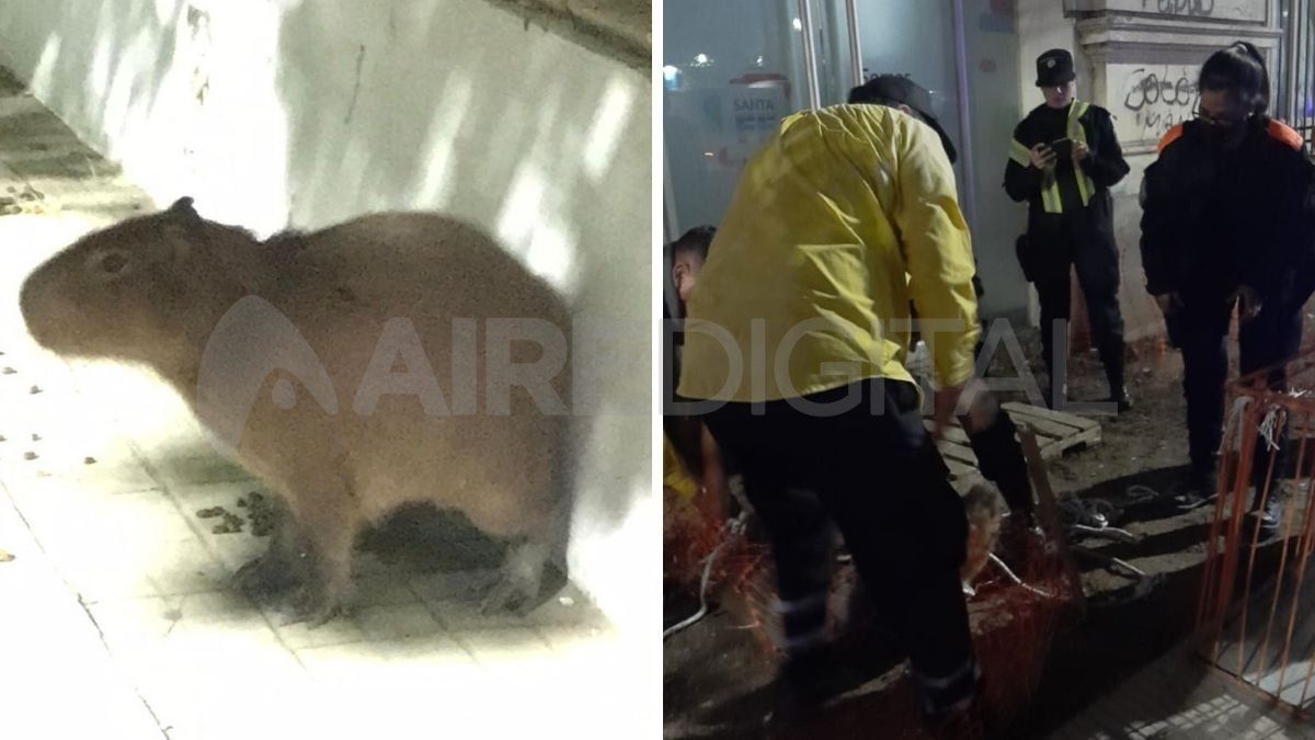 Rescataron un carpincho en pleno Bulevar Gálvez.