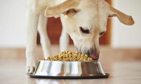 detectan bacterias peligrosas para humanos en comida para perros detectan bacterias peligrosas para humanos en comida para perros