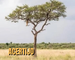 descubri al leopardo oculto en este acertijo visual: pocos lo logran descubri al leopardo oculto en este acertijo visual: pocos lo logran