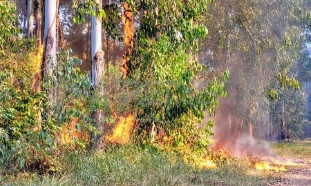 El fuego comenzó en la tarde del jueves en un sector del monte histórico de eucaliptos que rodea la planta de Celulosa en Capitán Bermúdez. El fuego comenzó en la tarde del jueves en un sector del monte histórico de eucaliptos que rodea la planta de Celulosa en Capitán Bermúdez.