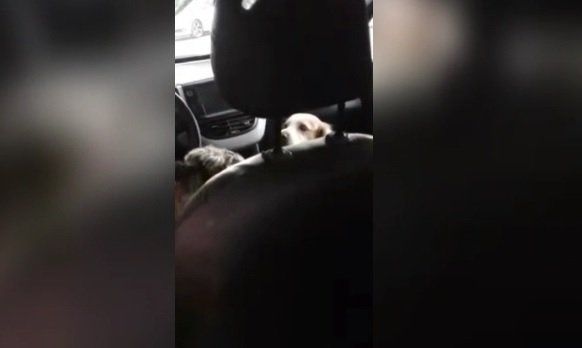 Indignante: dejó cuatro perros encerrados en el auto por más de dos horas