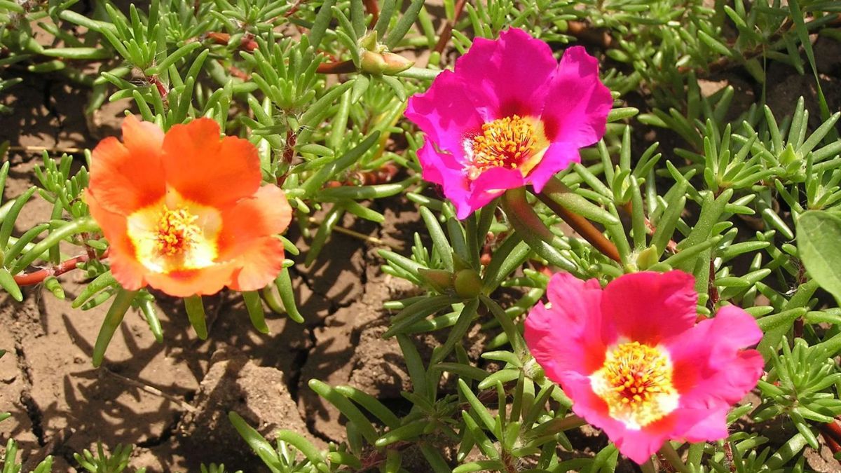 Sus flores se abren al amanecer y crean un manto de color que se mantiene incluso con riegos m&iacute;nimos.