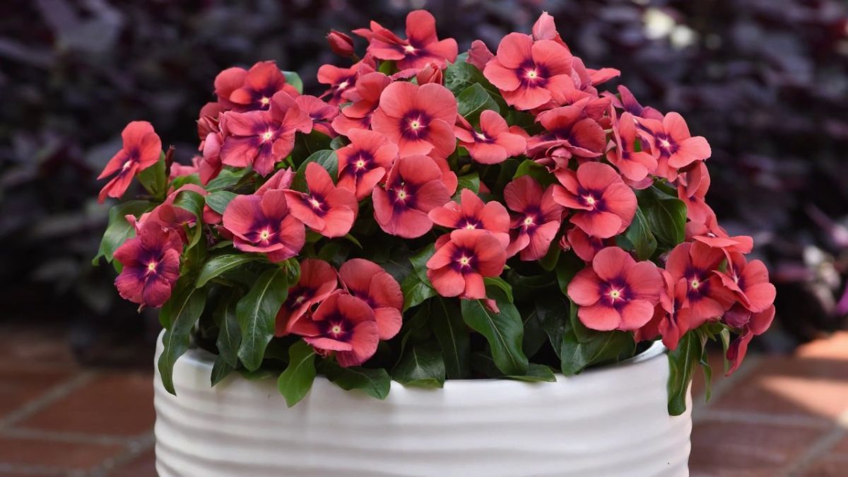 Plantas que resisten el calor y mantienen el color durante todo el verano.