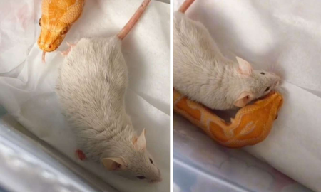 Una chica compró un ratón para darle de comer a su serpiente, se encariñó y ahora tiene dos mascotas Una chica compró un ratón para darle de comer a su serpiente, se encariñó y ahora tiene dos mascotas