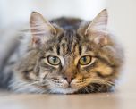 los gatos pueden estar tan unidos a sus duenos como los perros los gatos pueden estar tan unidos a sus duenos como los perros