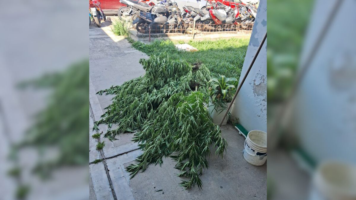 Una denuncia por violencia de género en Sauce Viejo derivó en el hallazgo de plantas de cannabis.