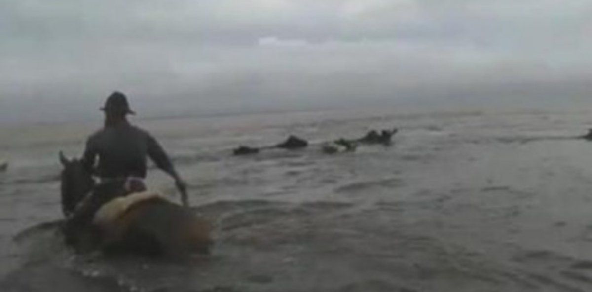 El dramático rescate de vacas que “nadan” para sobrevivir a las inundaciones