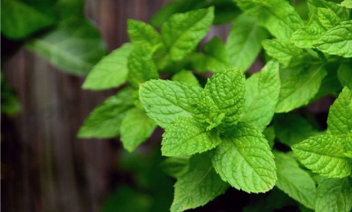 Cómo hacer que crezcan fuertes la suñas con menta y manzanilla