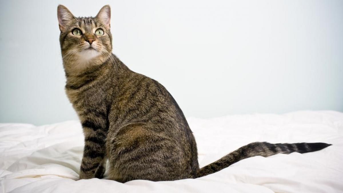 Los gatos ven a sus dueños como