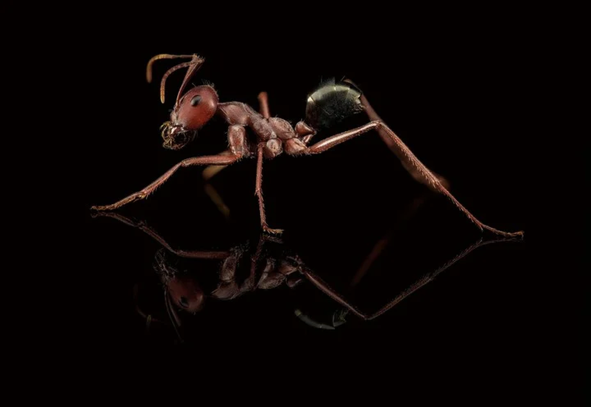 Otra sorprendente foto destacada del fotógrafo.