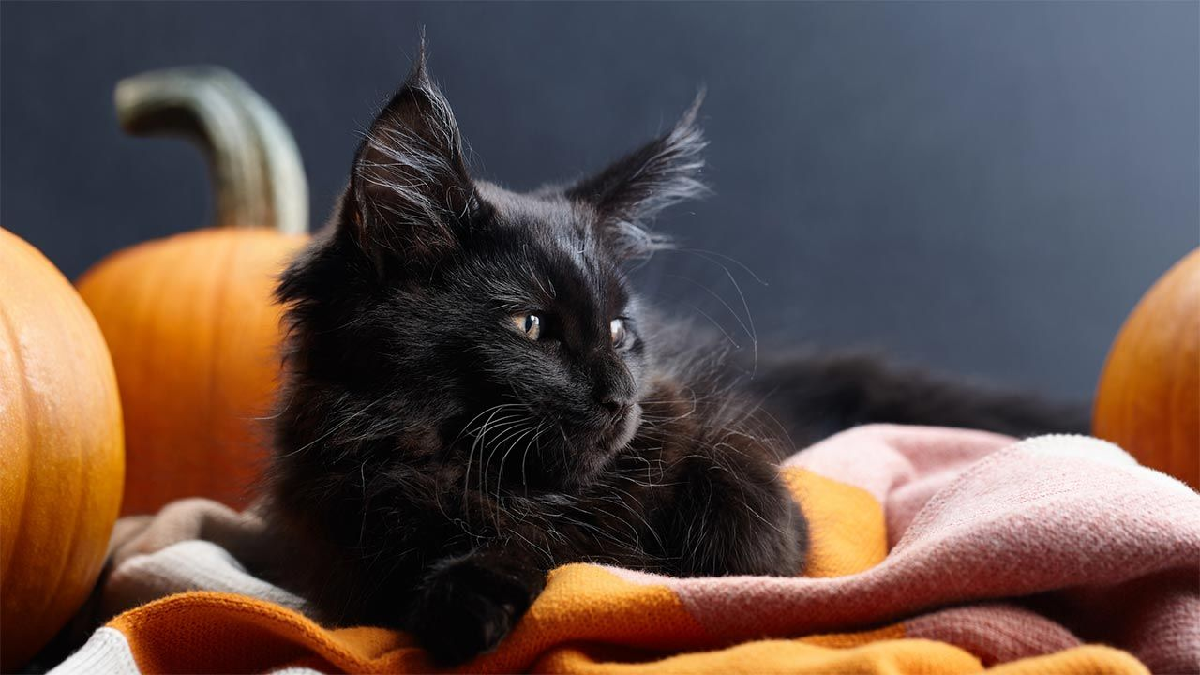Supersticiones consideran que este animal trae consigo mala suerte y negatividad.