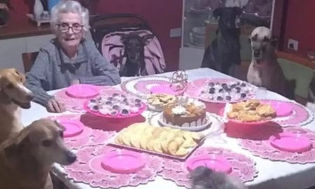 Cumplió 89 años y sus 10 perros le organizaron una fiesta inolvidable Cumplió 89 años y sus 10 perros le organizaron una fiesta inolvidable