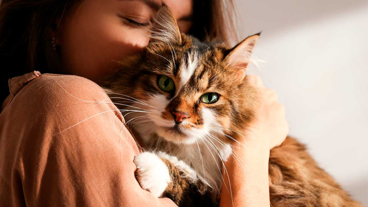 Desde sus particulares formas de comunicarse hasta sus largas horas de sueño, estas son algunas curiosidades que explican por qué los gatos son tan especiales.