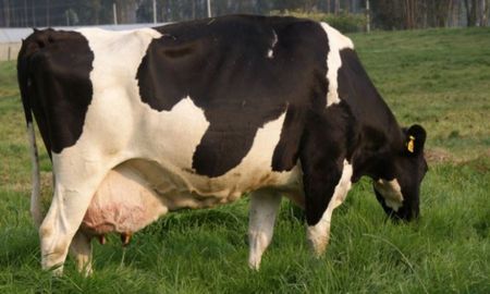 mastitis bovina: cientificos argentinos avanzan en la vacuna contra la enfermedad mastitis bovina: cientificos argentinos avanzan en la vacuna contra la enfermedad