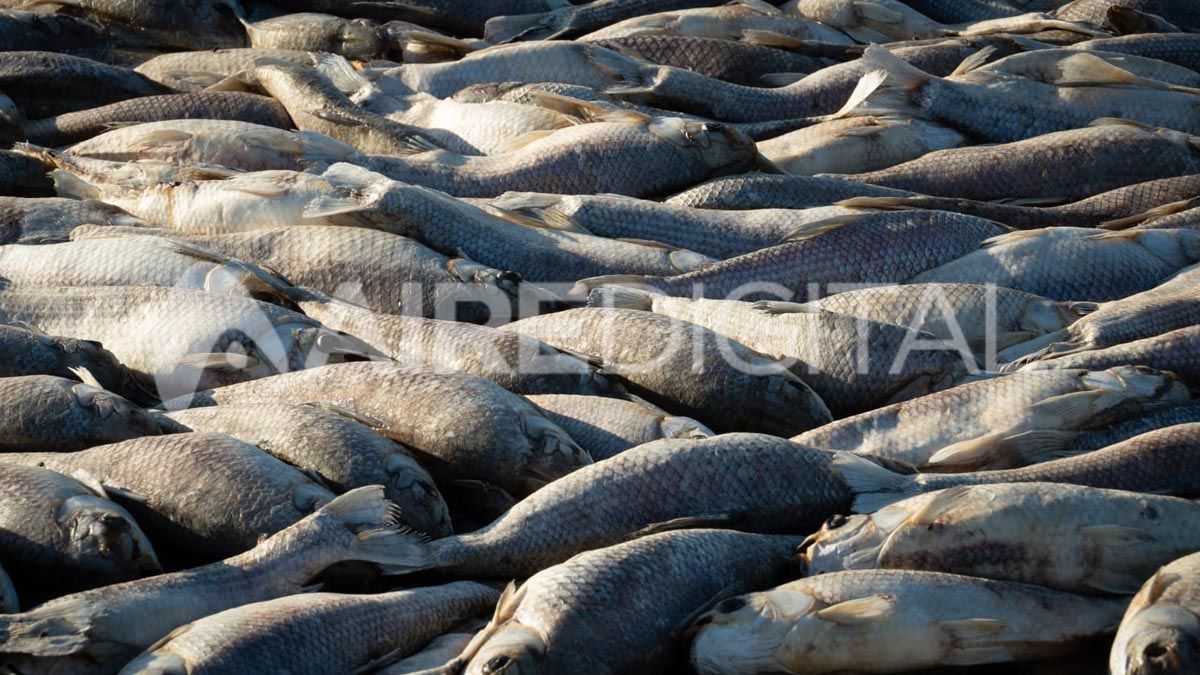 Un estudio detectó residuos de hasta nueve agroquímicos distintos en los músculos y en las vísceras de sábalos capturados en diferentes sitios del curso bajo del río Salado.