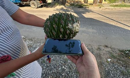 Un fósil viviente en la vereda: la Araucaria angustifolia existía antes que Los Andes, pero el crecimiento de la ciudad la puso en jaque. Un fósil viviente en la vereda: la Araucaria angustifolia existía antes que Los Andes, pero el crecimiento de la ciudad la puso en jaque.