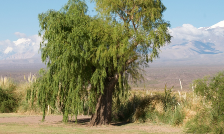 El Sauce Criollo es la planta perfecta para combatir el verano en Santa Fe gracias a su crecimiento acelerado. El Sauce Criollo es la planta perfecta para combatir el verano en Santa Fe gracias a su crecimiento acelerado.