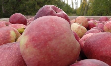 ¡atras mosca de los frutos! balance de una lucha sanitaria que resulto exitosa ¡atras mosca de los frutos! balance de una lucha sanitaria que resulto exitosa