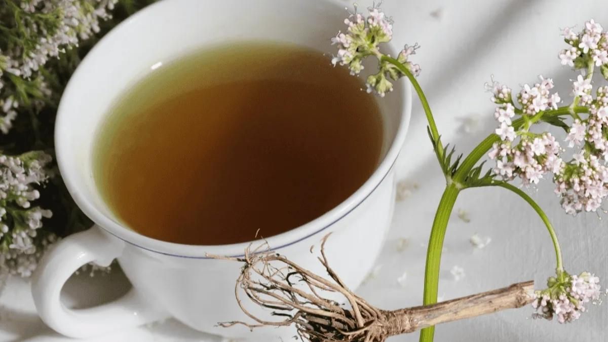 El té de valeriana puede ser un gran aliado a la hora de dormir mejor. El té de valeriana puede ser un gran aliado a la hora de dormir mejor. 