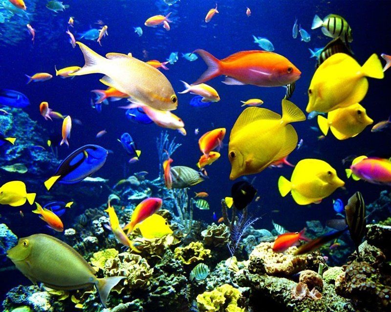 peces de colores_800.jpg