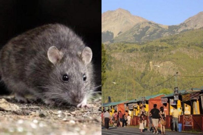 6 muertos en Chubut por el brote de hantavirus: suspenden las fiestas regionales