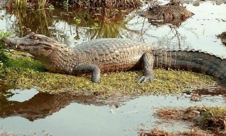 Un pescador de 73 años fue atacado por un yacaré mientras realizaba su rutina habitual de pesca en una laguna del Sitio Ramsar Jaaukanigás. Un pescador de 73 años fue atacado por un yacaré mientras realizaba su rutina habitual de pesca en una laguna del Sitio Ramsar Jaaukanigás.