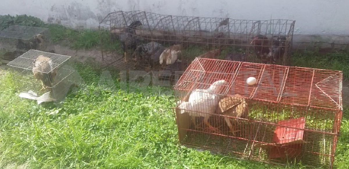 Los gallos estaban enjaulados y en el lugar había medicación para aves.&nbsp;