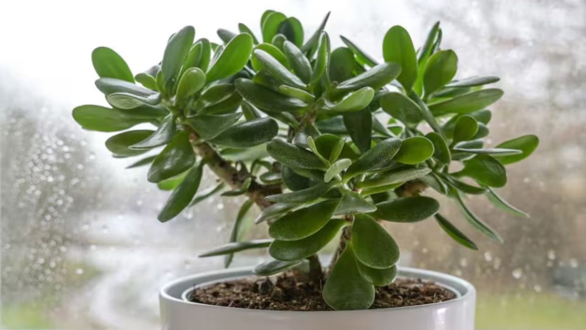 Según el Feng Shui, el árbol de jade atrae la buena suerte y prosperidad. Según el Feng Shui, el árbol de jade atrae la buena suerte y prosperidad.