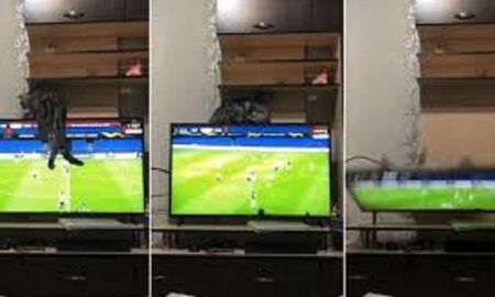Viral: un gato se sube a la televisión en pleno partido de fútbol y la tira al piso. Viral: un gato se sube a la televisión en pleno partido de fútbol y la tira al piso.