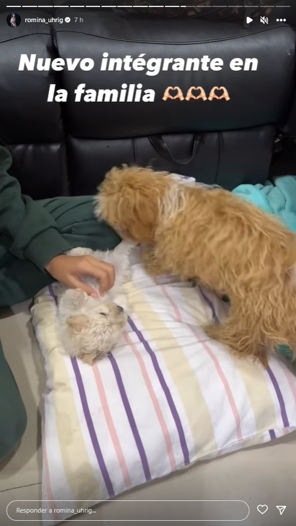 Romina Uhrig le dio un hermanito a Caramelo. Romina Uhrig le dio un hermanito a Caramelo.