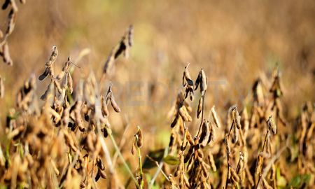 La Bolsa de Cereales de Entre Ríos, informó que la sequía que afecta a la provincia junto a las elevadas temperaturas registradas el último mes, empeoraron la situación y la condición de la soja implantada. La Bolsa de Cereales de Entre Ríos, informó que la sequía que afecta a la provincia junto a las elevadas temperaturas registradas el último mes, empeoraron la situación y la condición de la soja implantada.