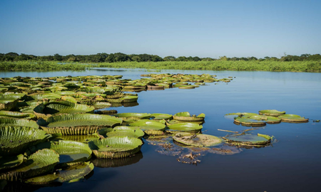El maravilloso paraje santafesino en el cauce del Río Paraná El maravilloso paraje santafesino en el cauce del Río Paraná