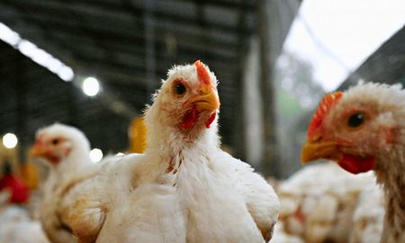 semaforo de economias regionales: avicultura bajo a amarillo y crecen las senales de alerta semaforo de economias regionales: avicultura bajo a amarillo y crecen las senales de alerta