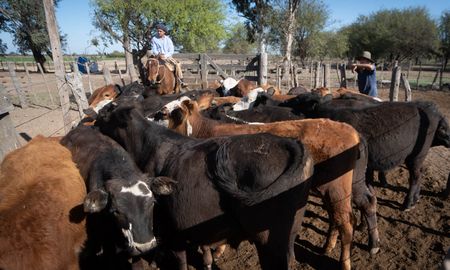 Cada bovino sacrificado en el país (que el año pasado sumaron 13.9 millones) representa una recaudación aproximada de $1.200 para el instituto. Cada bovino sacrificado en el país (que el año pasado sumaron 13.9 millones) representa una recaudación aproximada de $1.200 para el instituto.
