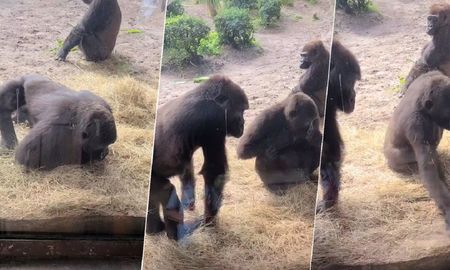 Video viral: la inesperada reacción de unos gorilas al encontrar una serpiente dentro de su jaula. Video viral: la inesperada reacción de unos gorilas al encontrar una serpiente dentro de su jaula.