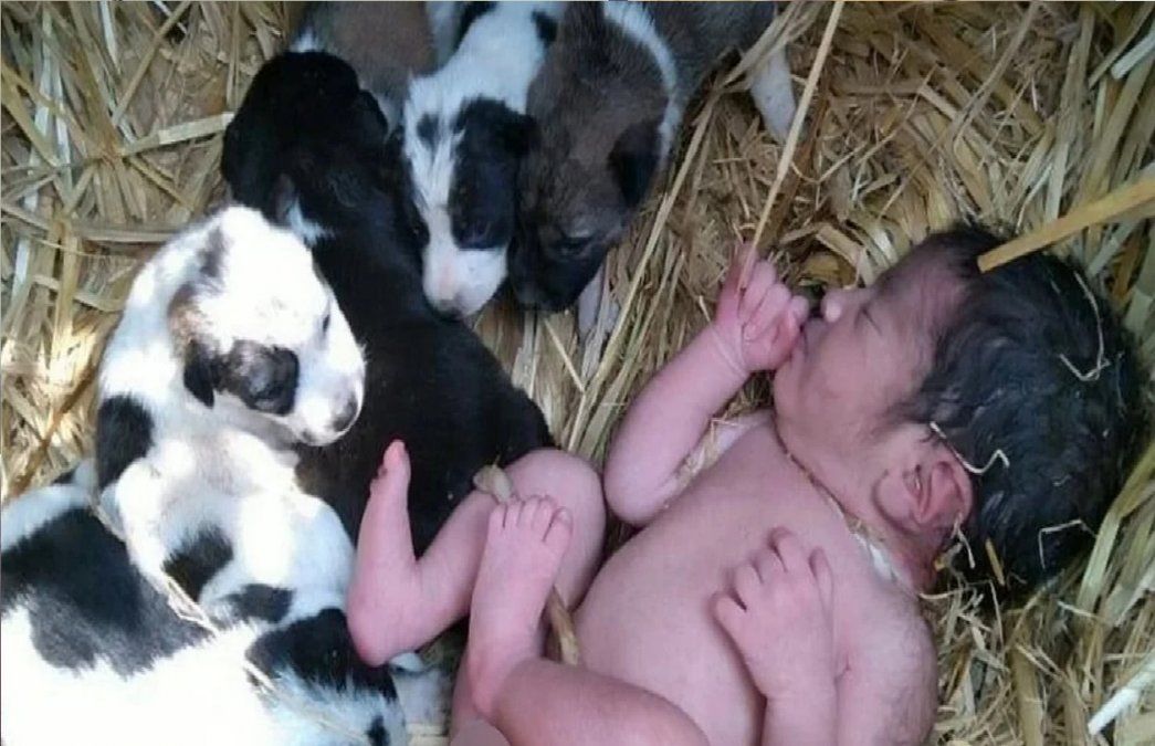 Abandonan a una bebé recién nacida en un campo y la salvan cachorros que la mantienen caliente toda la noche