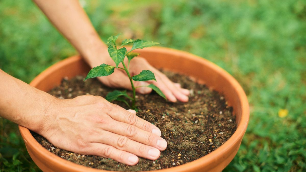 Reutilizar un colador en la base de la maceta ayuda a las plantas.