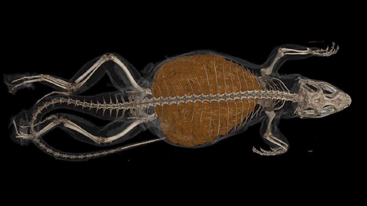 Museo natural de Florida / Natalie Claunch