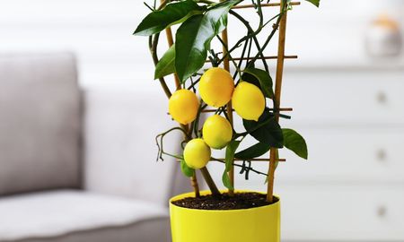 Tener un árbol de limón en casa en el interior de la casa es posible. Tener un árbol de limón en casa en el interior de la casa es posible.