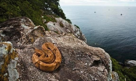 La isla de Brasil custodiada por serpientes doradas. La isla de Brasil custodiada por serpientes doradas.