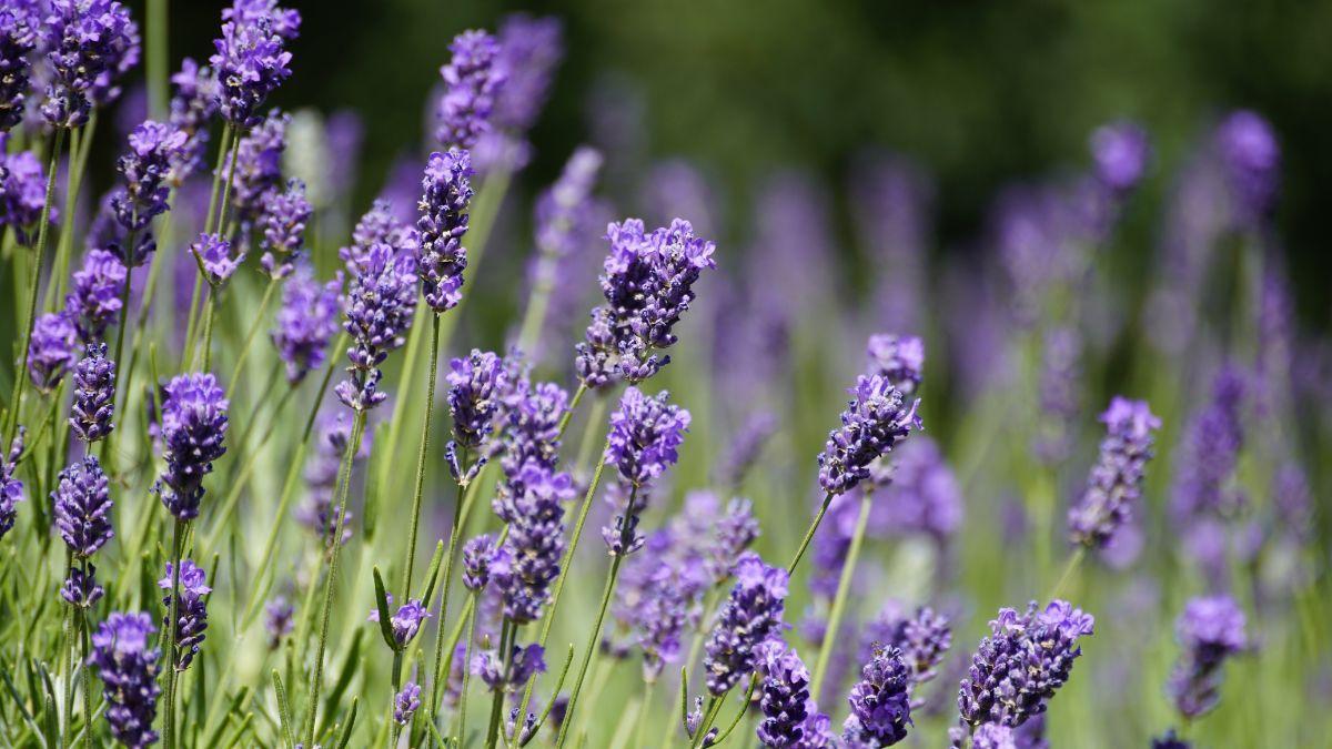 Aporta perfume, resiste el frío y atrae polinizadores durante la floración. Aporta perfume, resiste el frío y atrae polinizadores durante la floración.