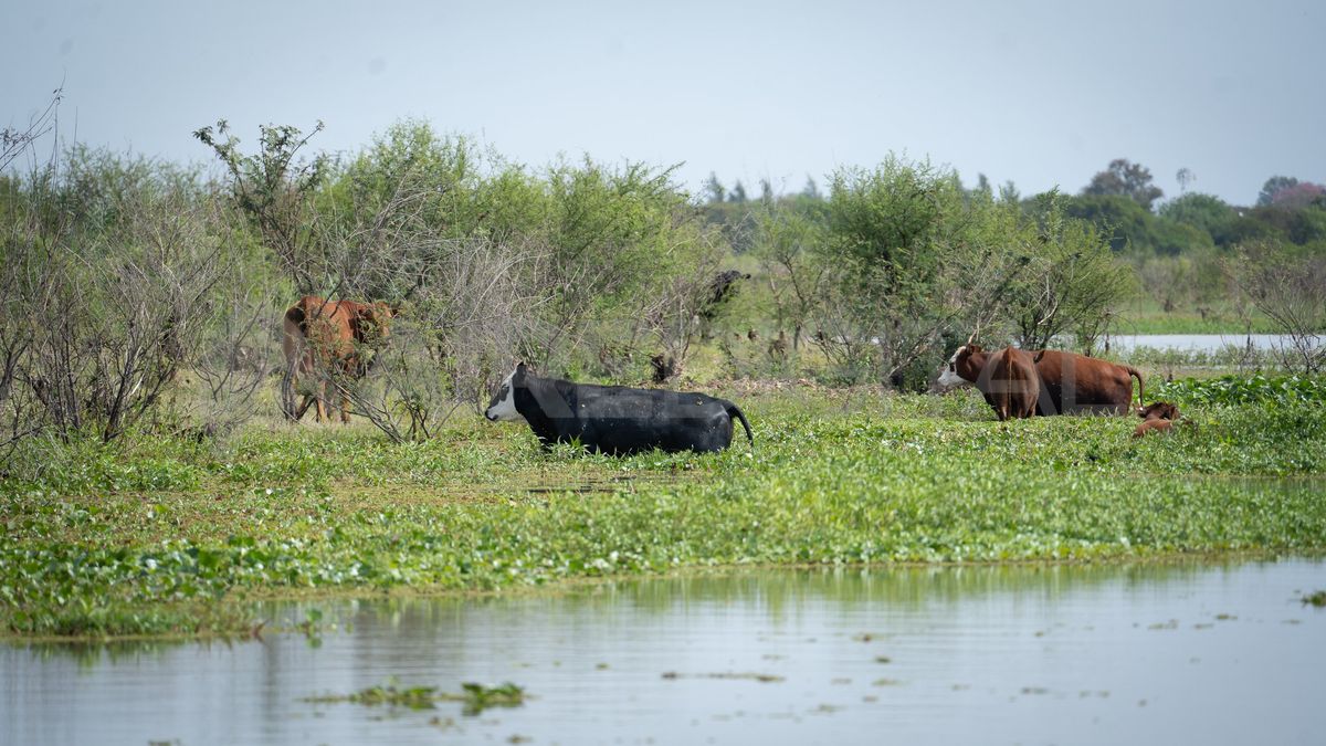 Las vacas y novillos de la isla se Las vacas y novillos de la isla se