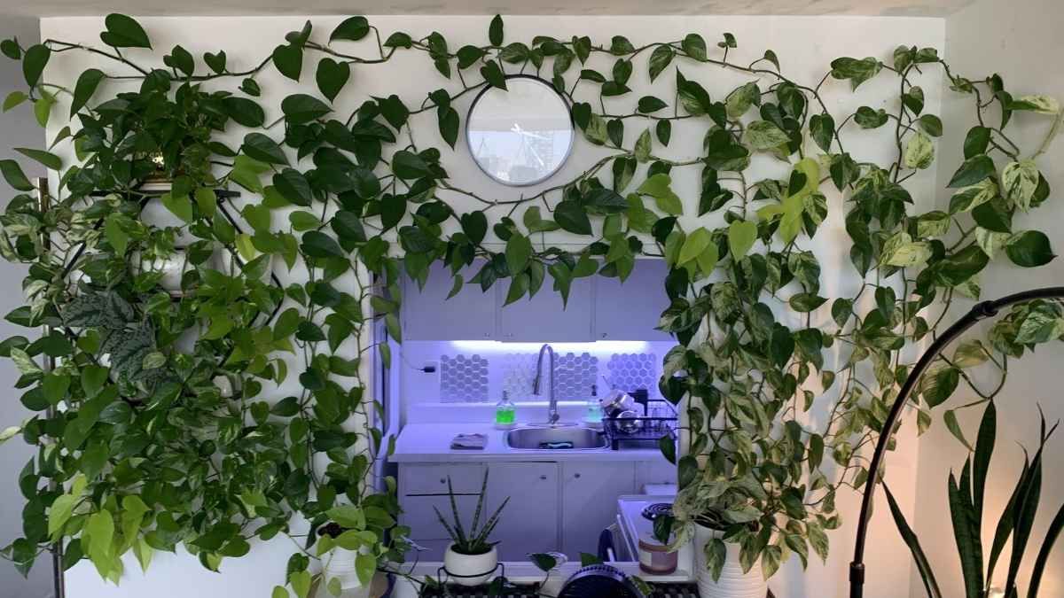 El potus (Epipremnum aureu) puede crecer colgante o trepador según cómo se lo guíe desde joven.