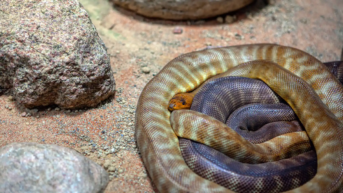 Soñar con culebras o con objetos o animales alargados estaría relacionado con un impulso sexual insatisfecho o reprimido