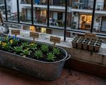 Qué plantar este invierno para que el jardín explote de flores cuando llegue la primavera. Qué plantar este invierno para que el jardín explote de flores cuando llegue la primavera.