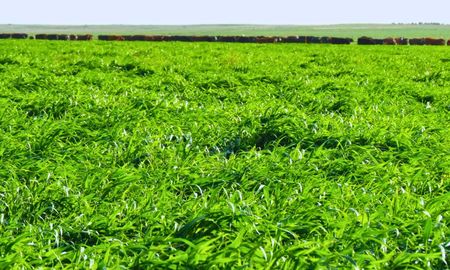 La avena es el principal verdeo de invierno en Argentina. Durante la campaña 2023/2024 se sembraron 1.480.000 hectáreas La avena es el principal verdeo de invierno en Argentina. Durante la campaña 2023/2024 se sembraron 1.480.000 hectáreas
