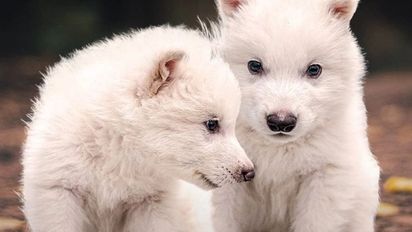 Lobo huargo: los científicos crearon tres cachorros, pero no todo es lo que parece