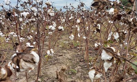 santa fe: finalizo la campana algodonera con mas rinde pero calidad de fibra afectada santa fe: finalizo la campana algodonera con mas rinde pero calidad de fibra afectada